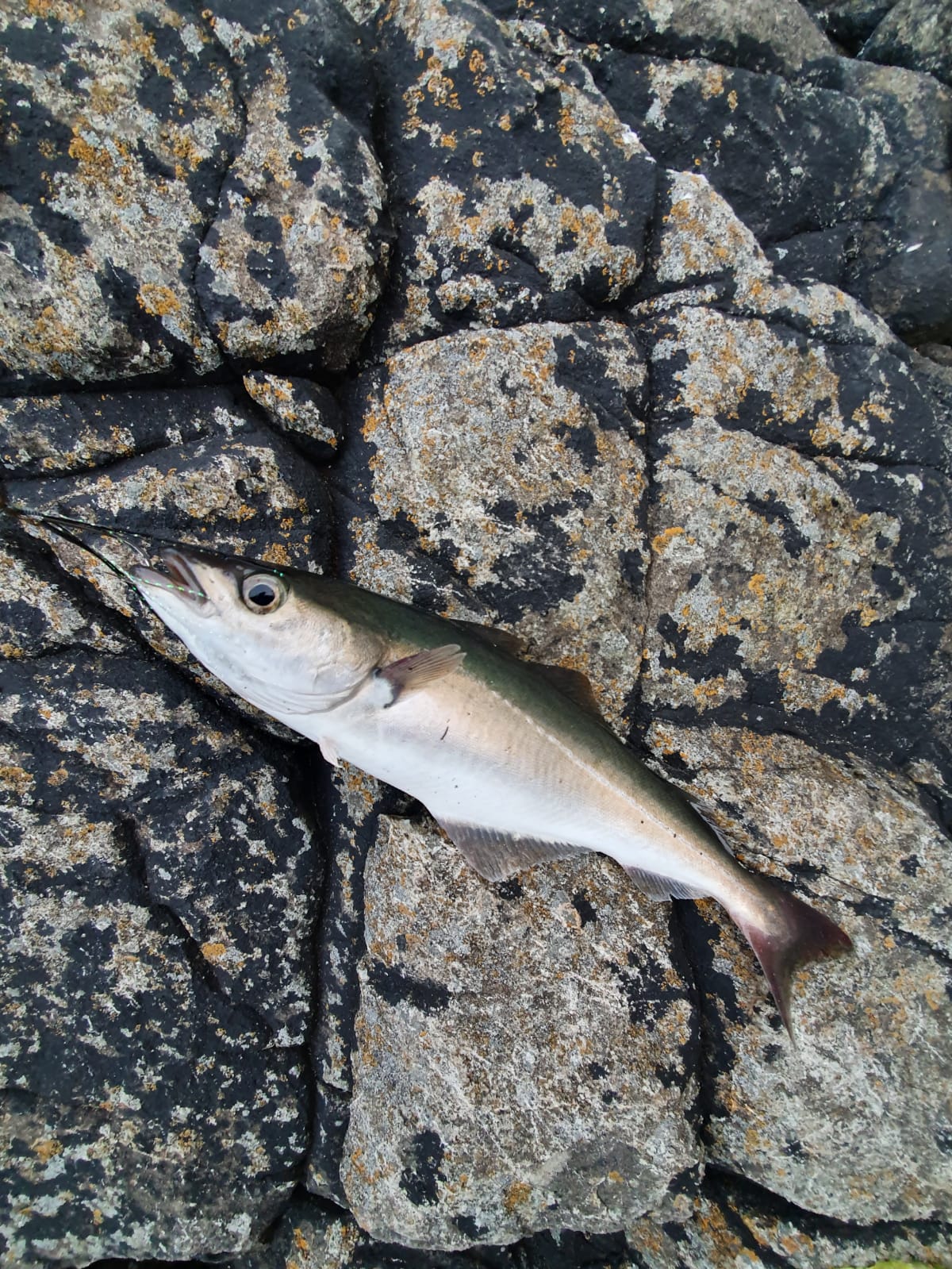 30/06/2021 - The Telegraph Pole - Howth