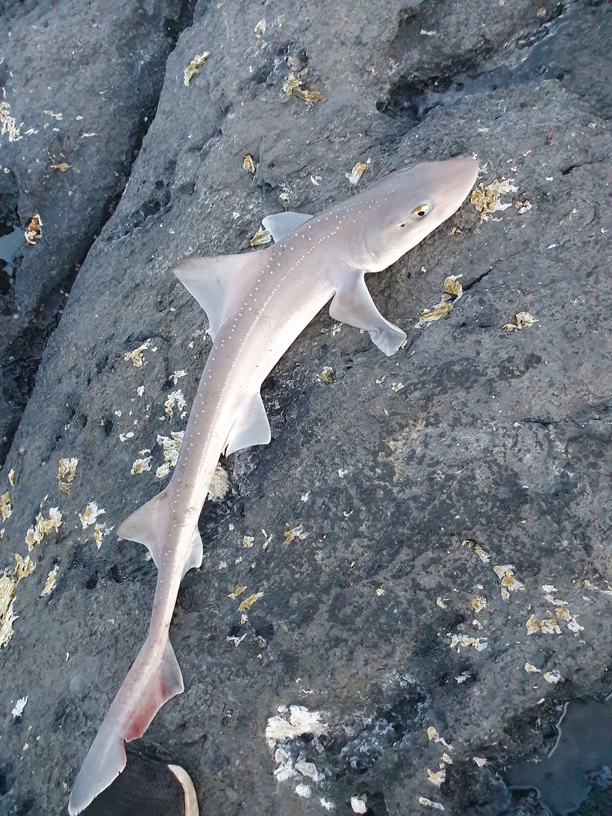 22/07/2021 - North Dublin