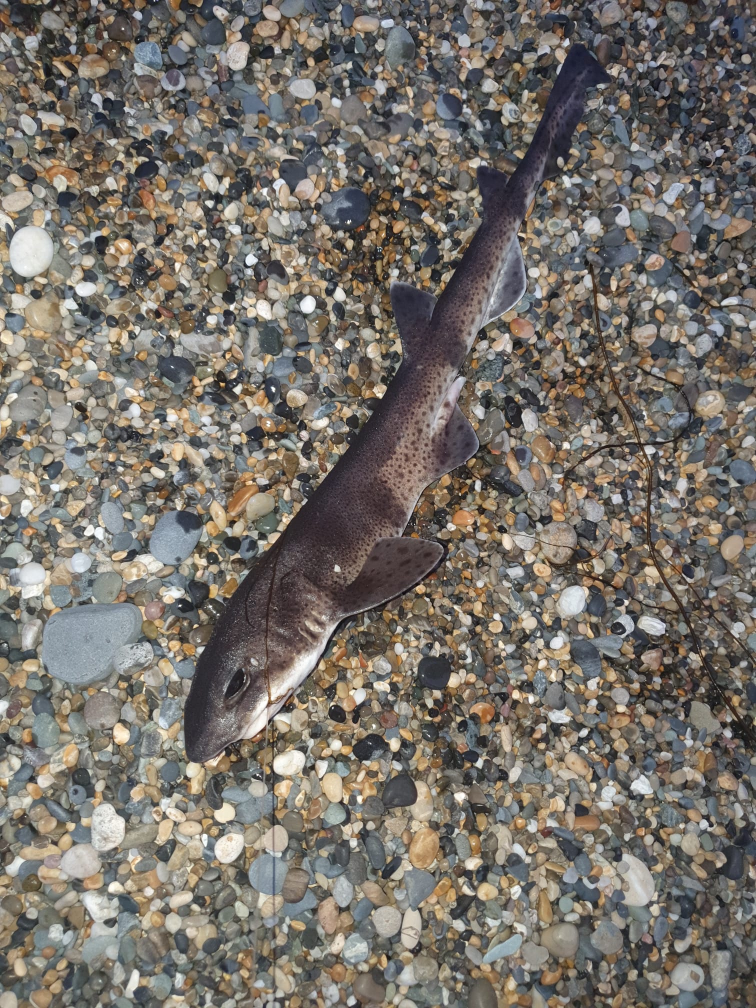 09/07/2021 - Greystones