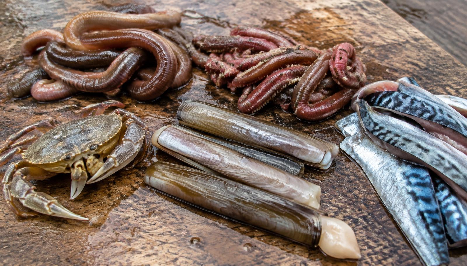 Lugworm, ragworm, peeler crab, razor clams and mackerel