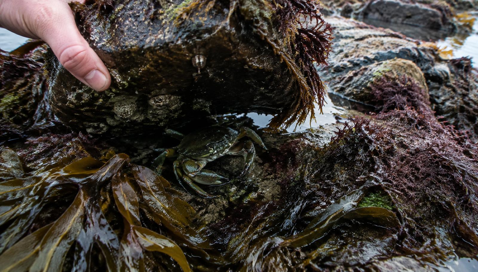Searching for crab under weed-covered rocks