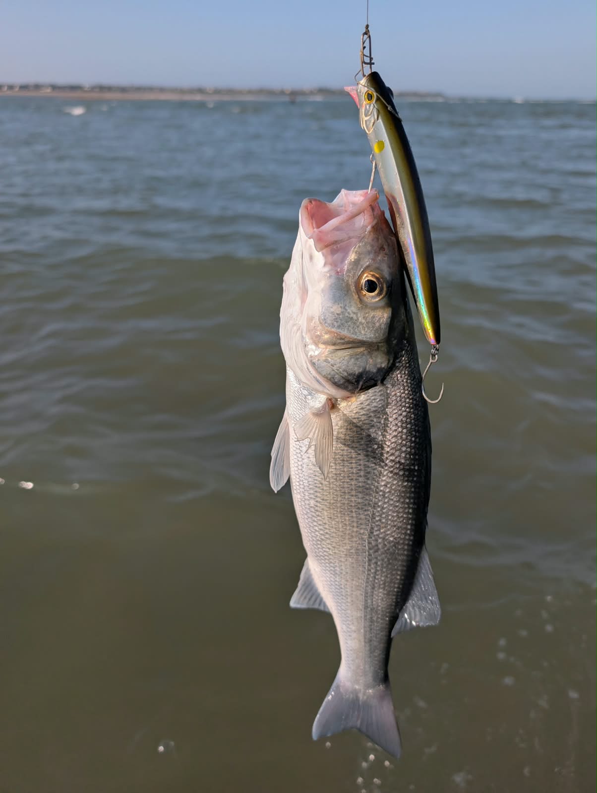 North Dublin Bass