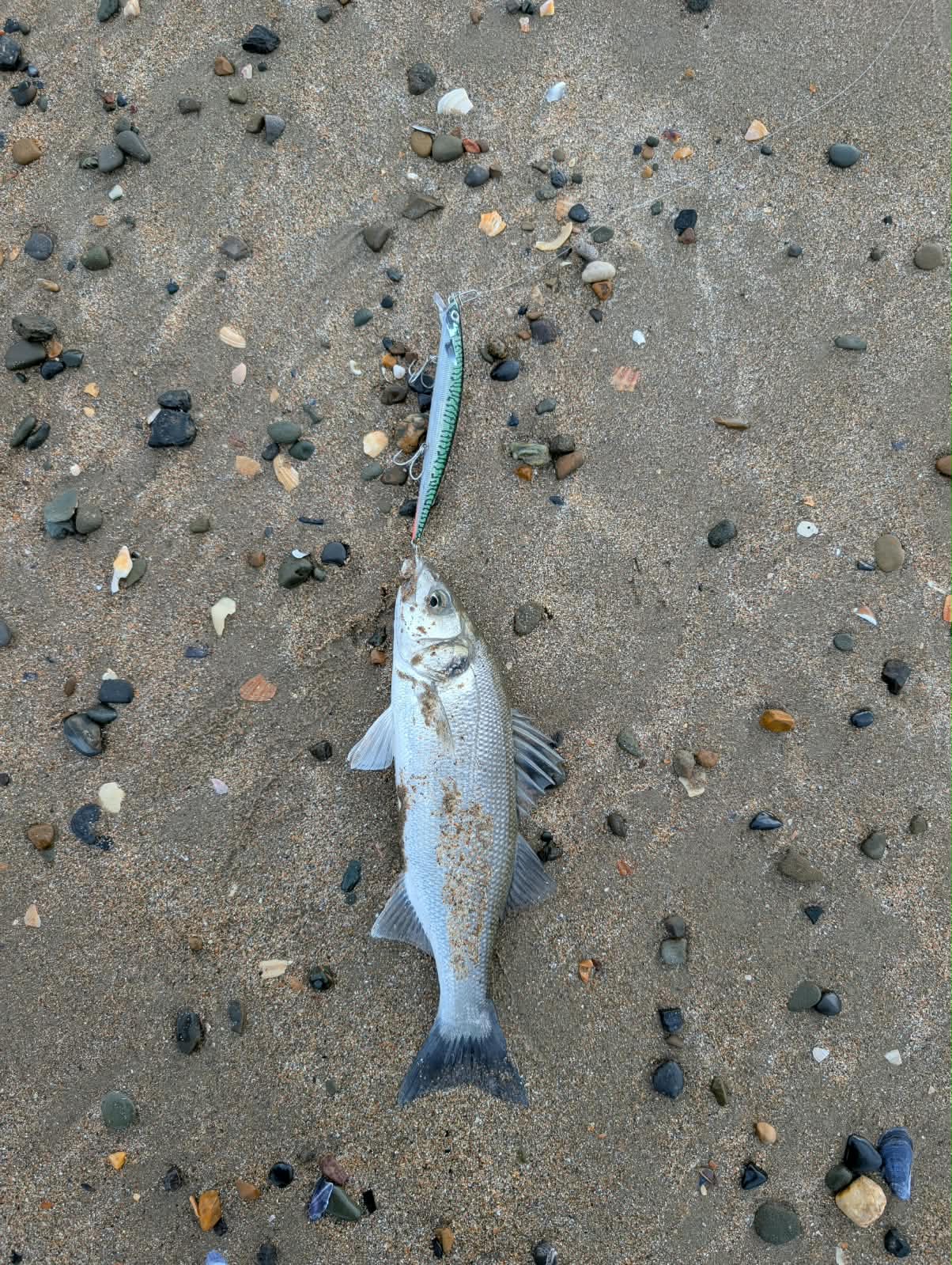 North Dublin Schoolie