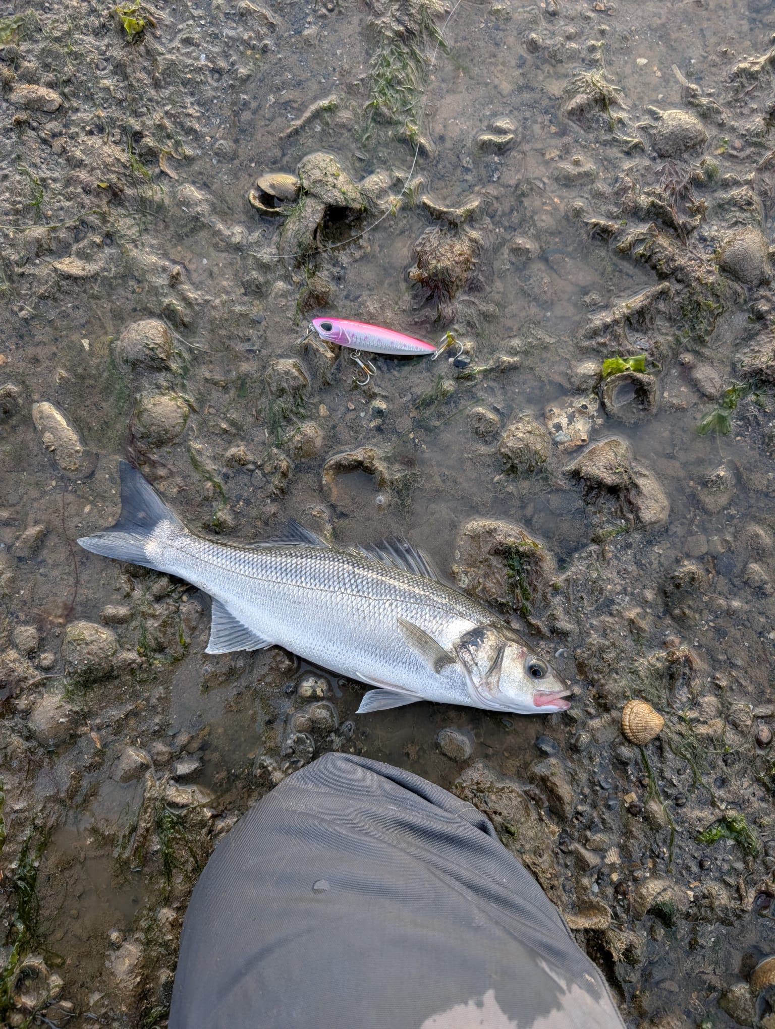 North Dublin Bass